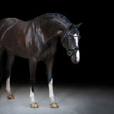 The Lumiere Audrey Bridle