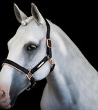 Hollywood leather halter