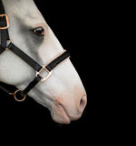 Hollywood leather halter