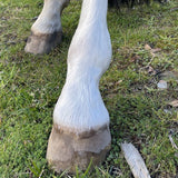Hairy pony eco friendly shampoo bars