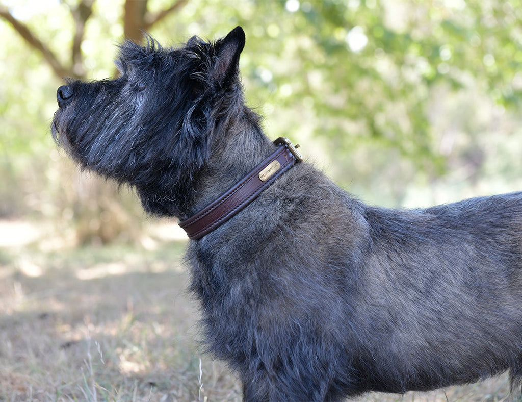 WeatherBeeta Two Toned Leather Dog Collar