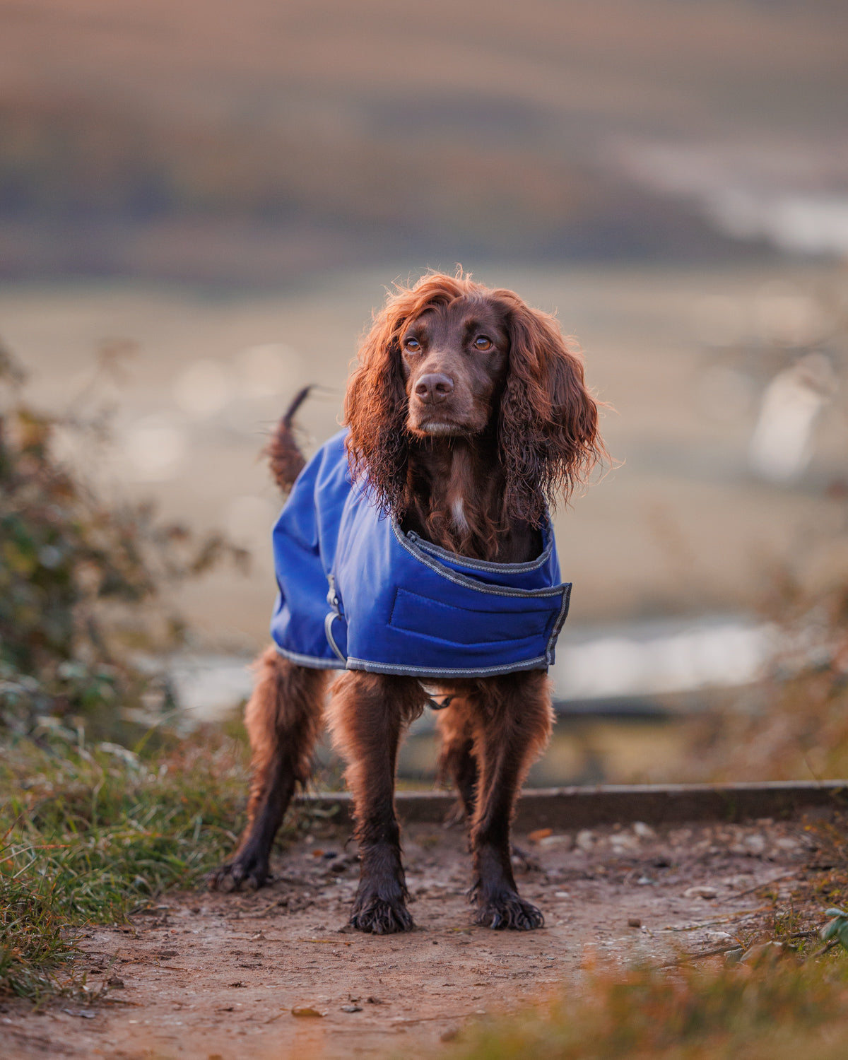 WeatherBeeta ComFiTec Windbreaker Free Dog Coat