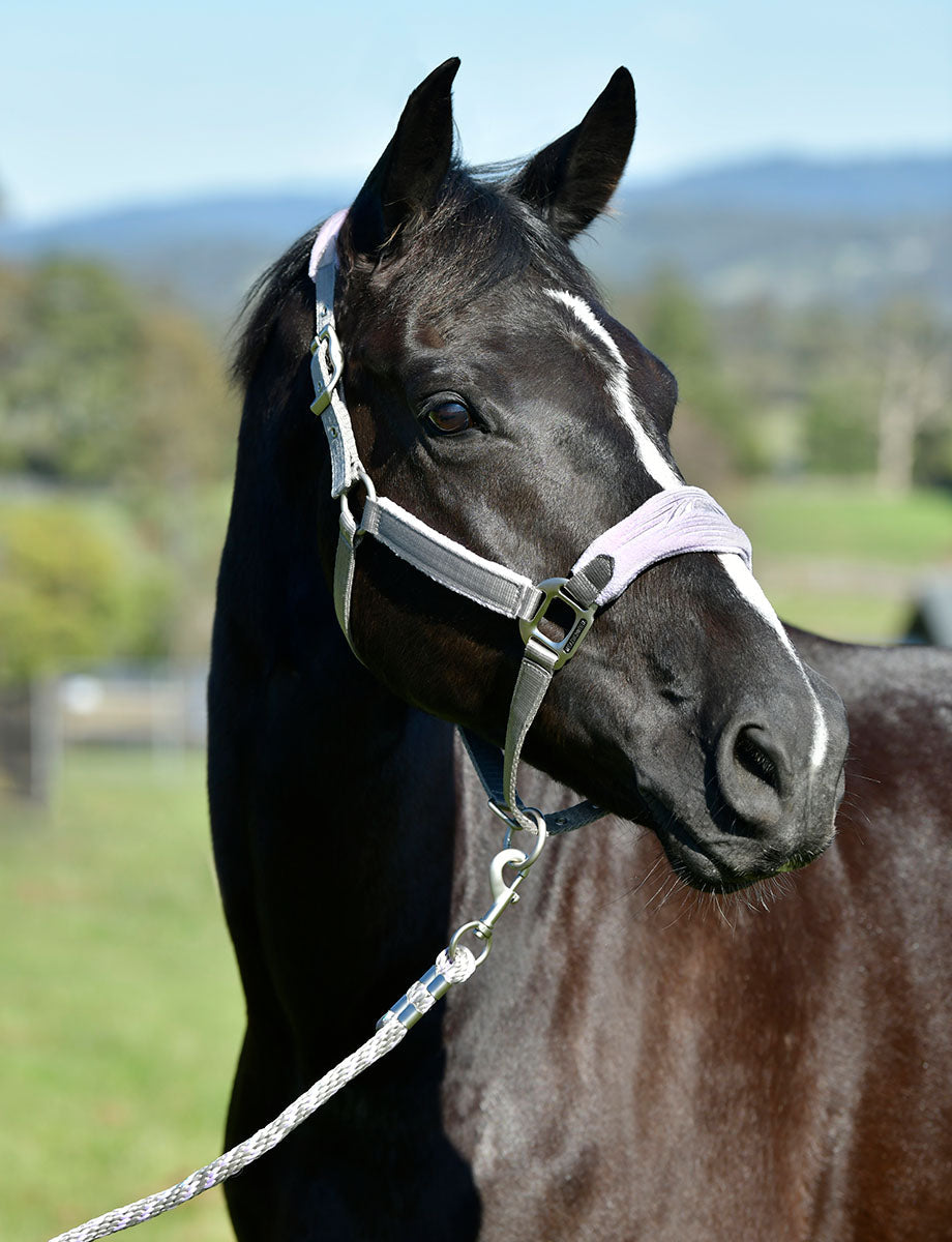WeatherBeeta Prime Plus Headcollar And Lead Set