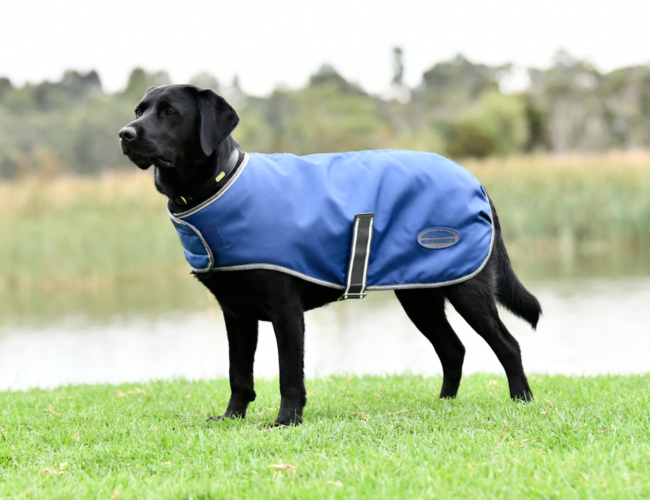 WeatherBeeta ComFiTec Windbreaker Free Dog Coat