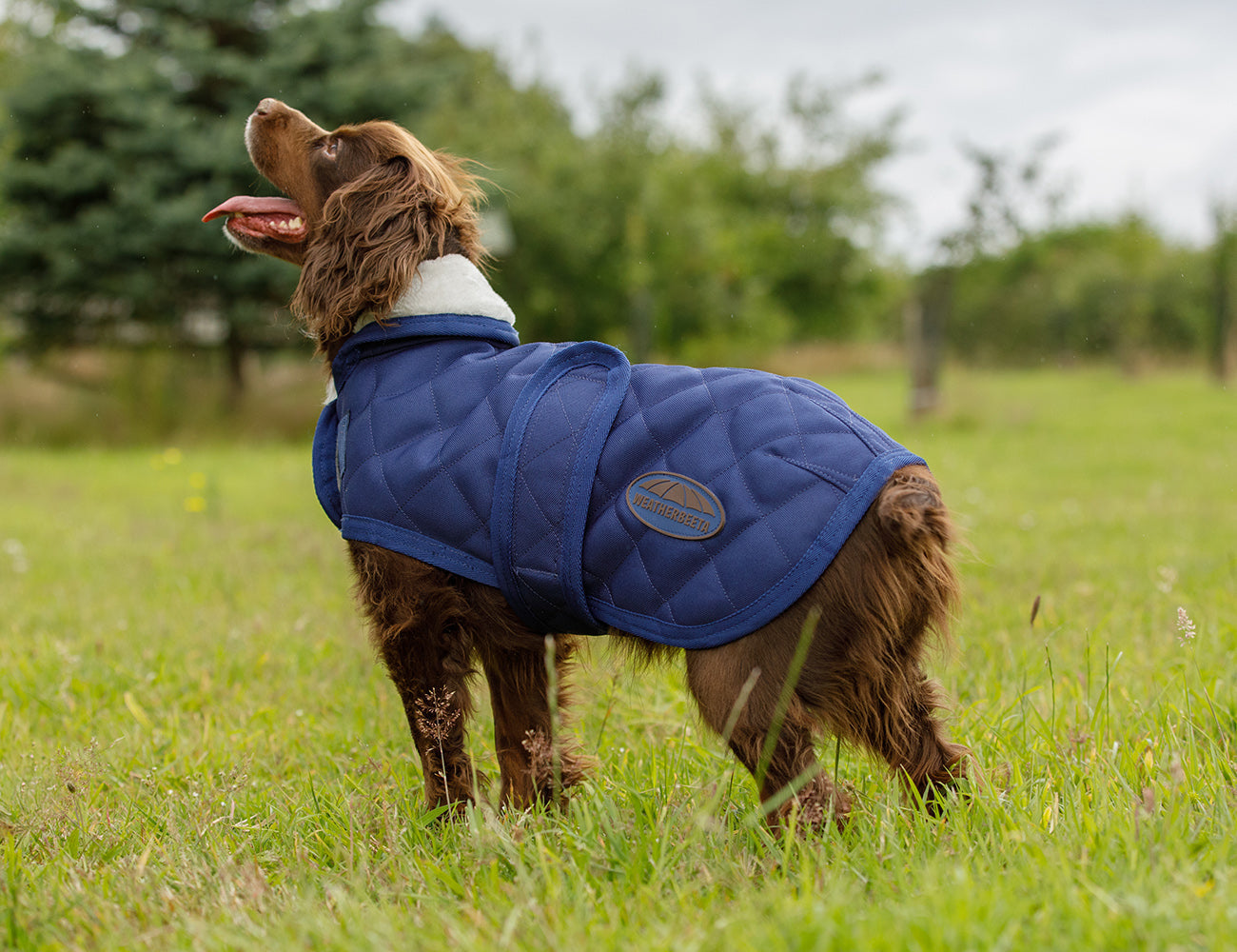 WeatherBeeta ComFiTec Deluxe Diamond Quilt Dog Coat