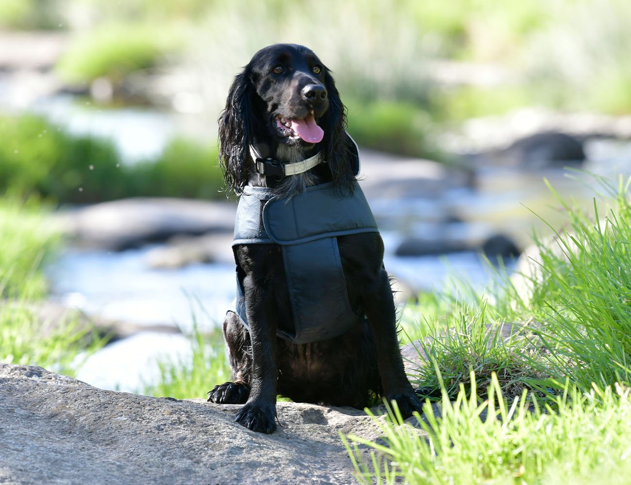 WeatherBeeta Explorer Lite Dog Coat