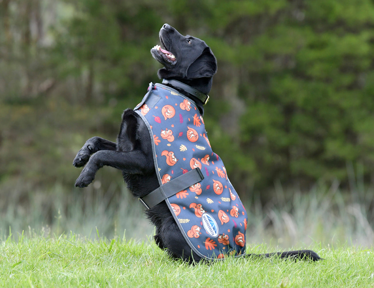 WeatherBeeta ComFiTec Premier Free Parka Dog Coat Medium