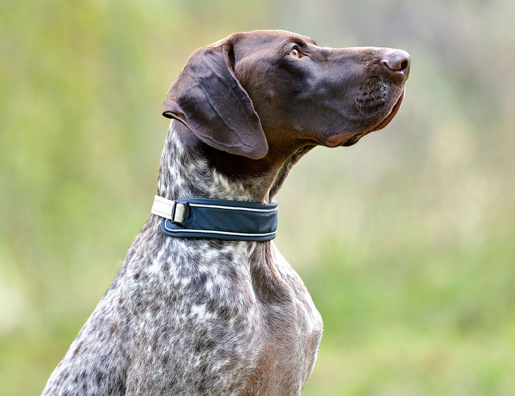WeatherBeeta Explorer Dog Collar
