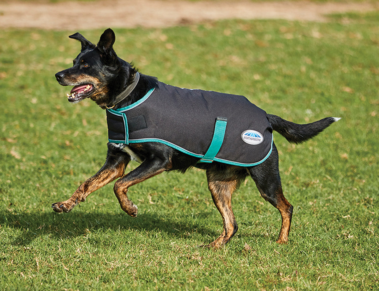 WeatherBeeta Green-Tec 900D Dog Coat Medium