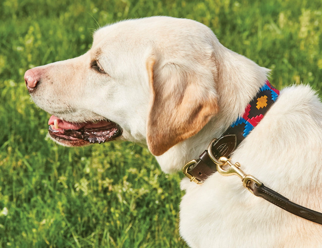 WeatherBeeta Polo Leather Dog Collar