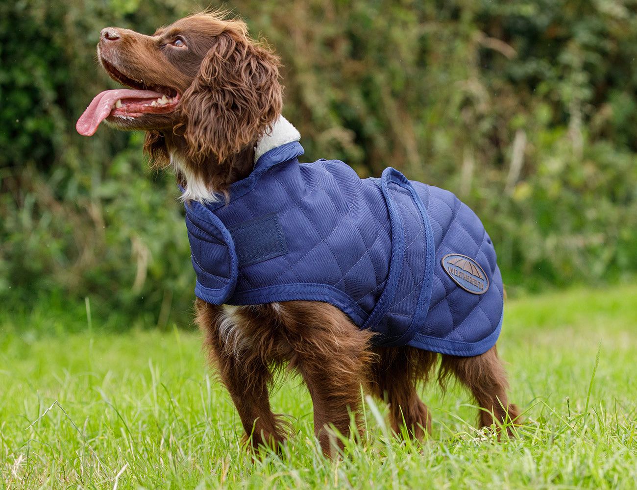 WeatherBeeta ComFiTec Deluxe Diamond Quilt Dog Coat