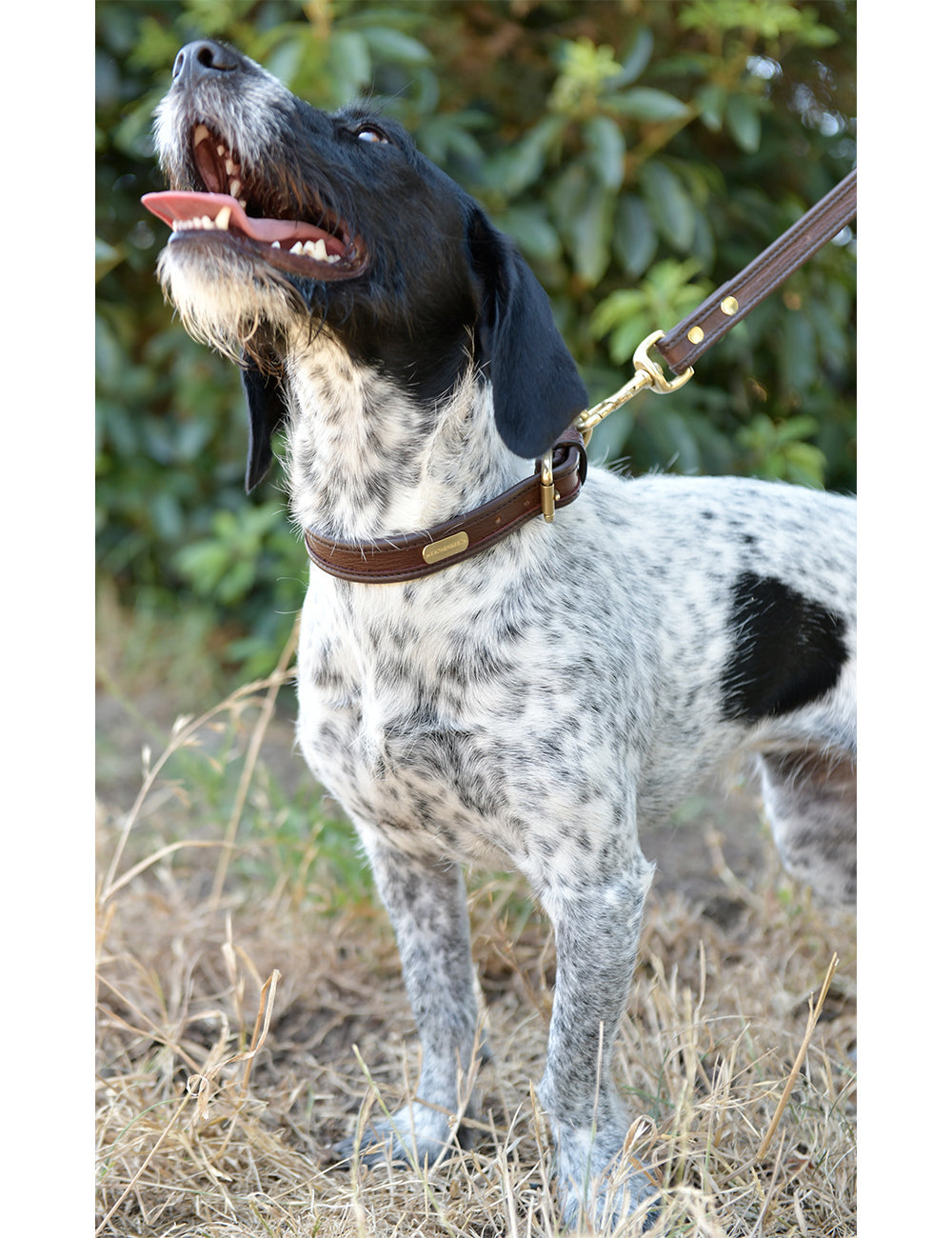 WeatherBeeta Two Toned Leather Dog Collar