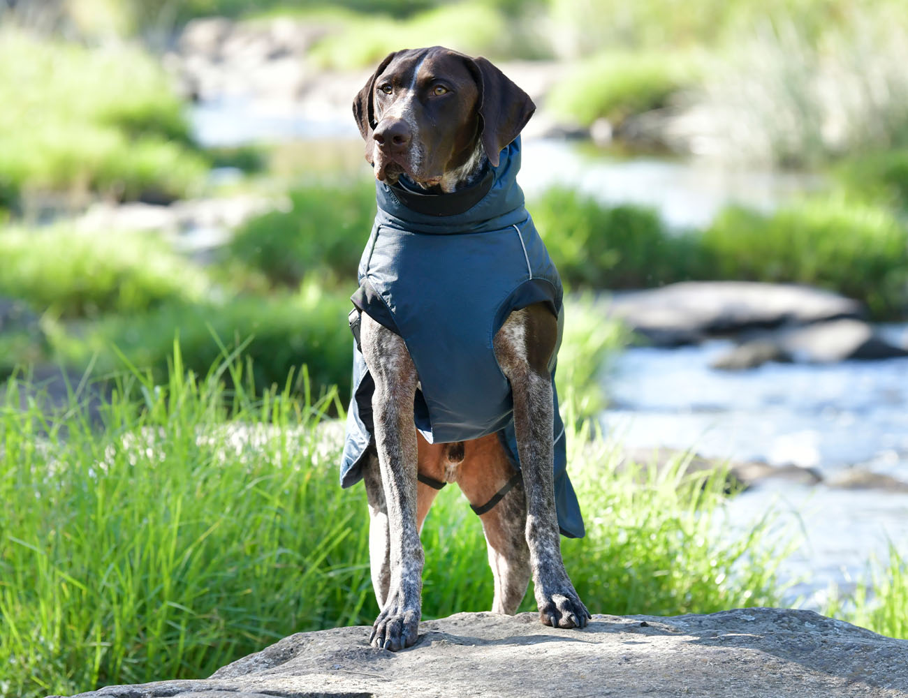 WeatherBeeta Explorer Medium Dog Coat