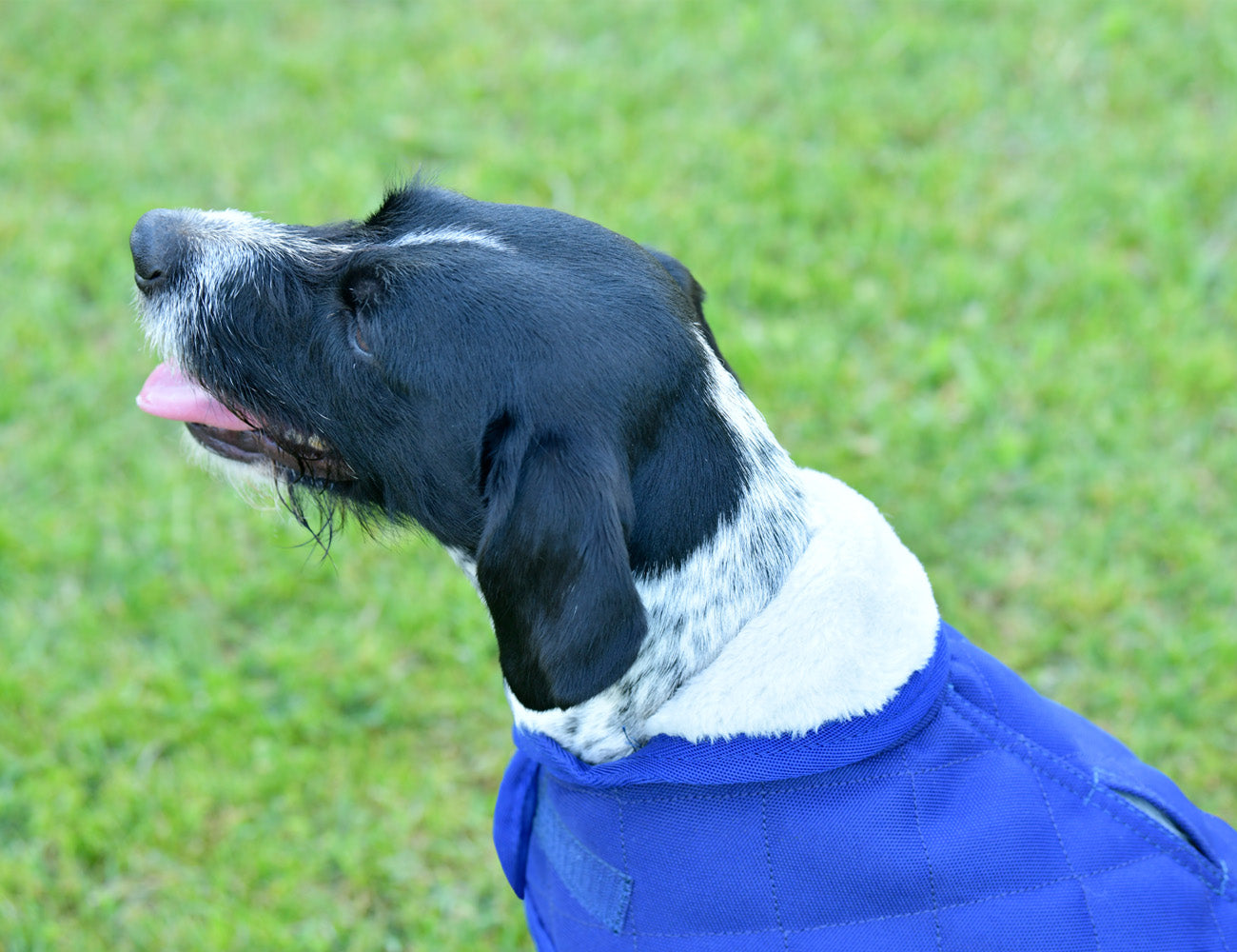 WeatherBeeta ComFiTec Deluxe Diamond Quilt Dog Coat