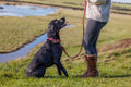 WeatherBeeta Rolled Leather Dog Collar