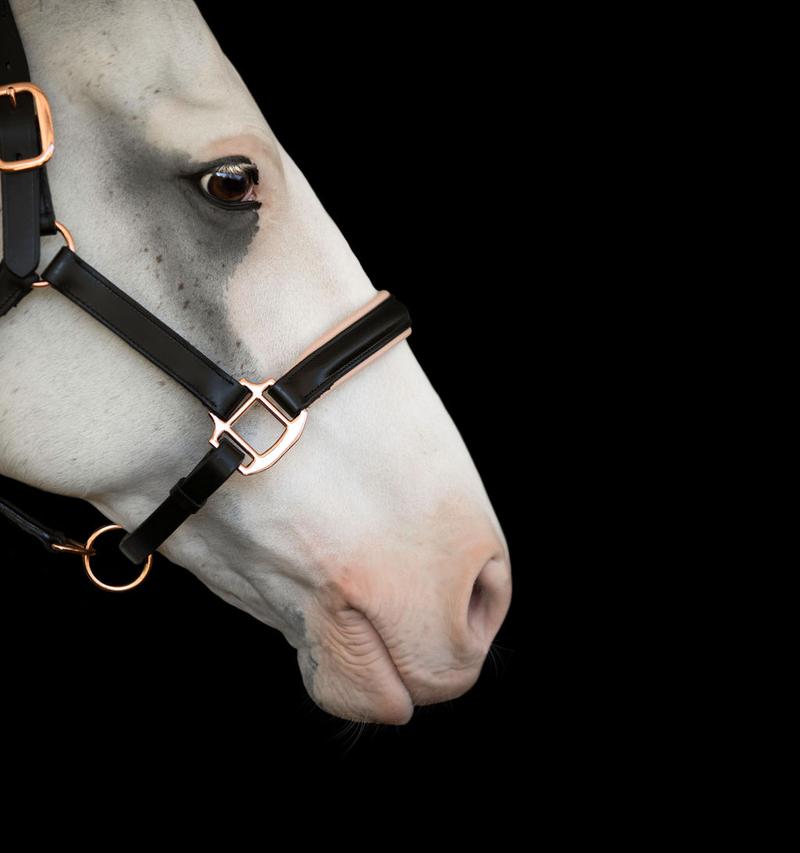 Hollywood leather halter