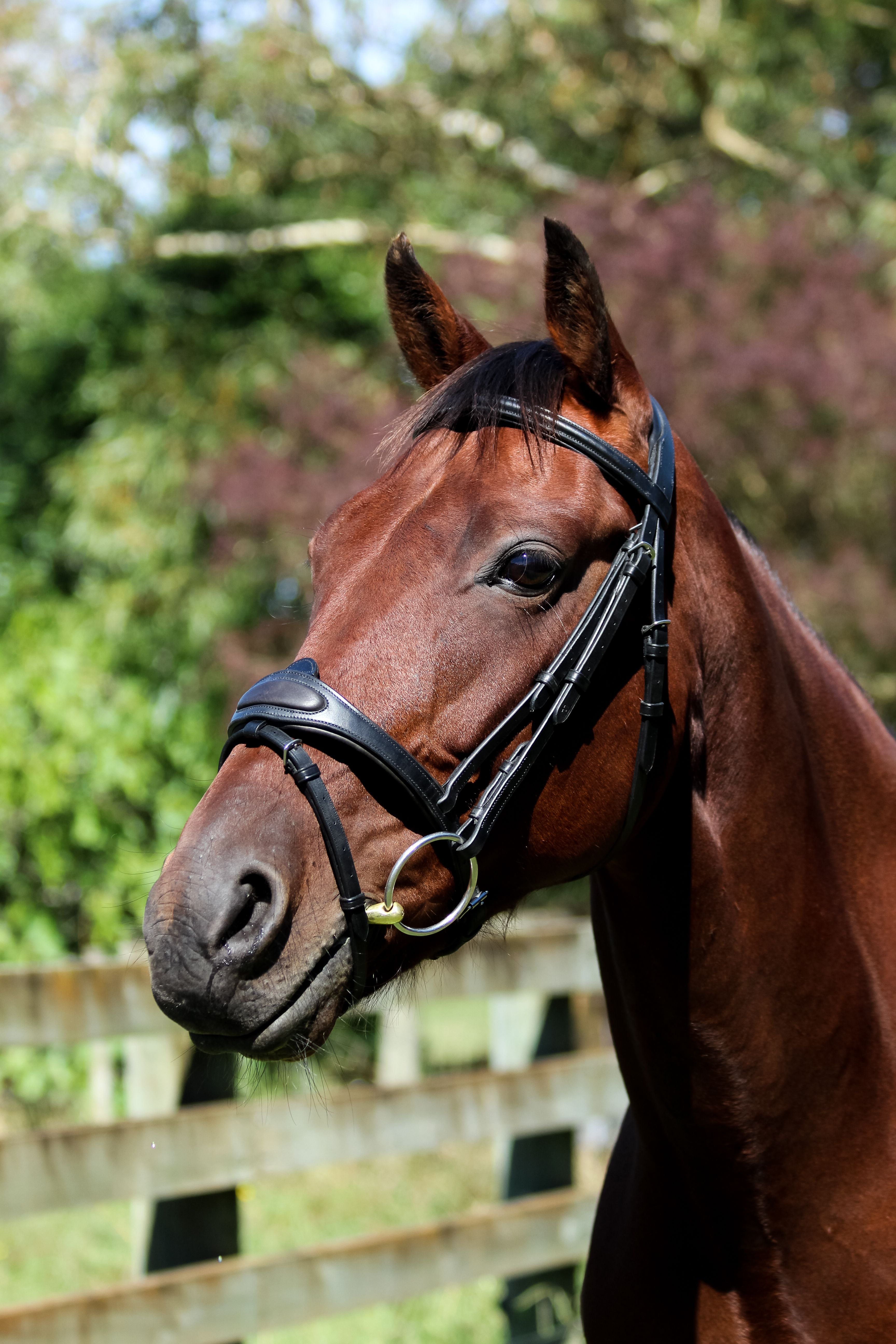 Eventor snaffle crown bridle