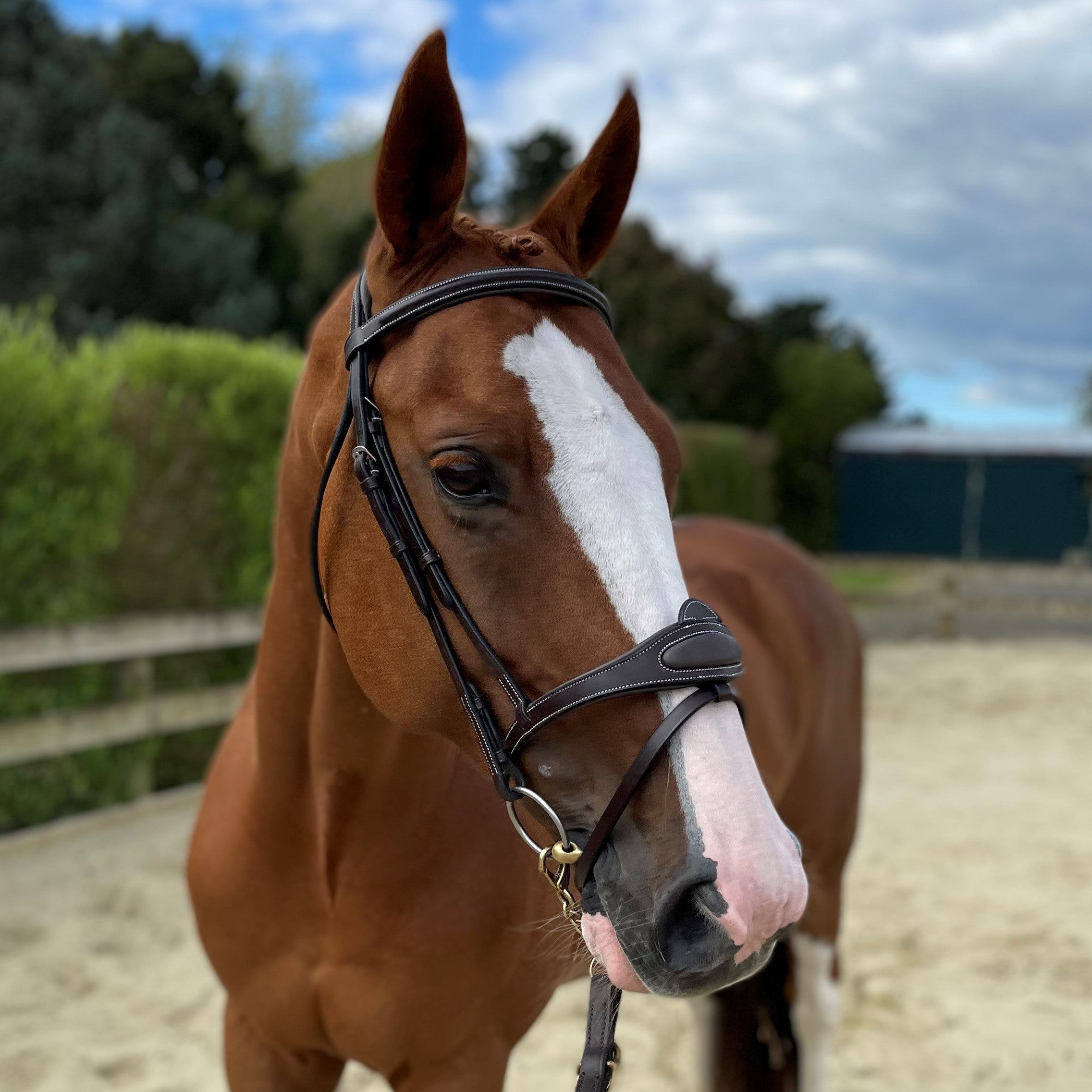 Eventor snaffle crown bridle