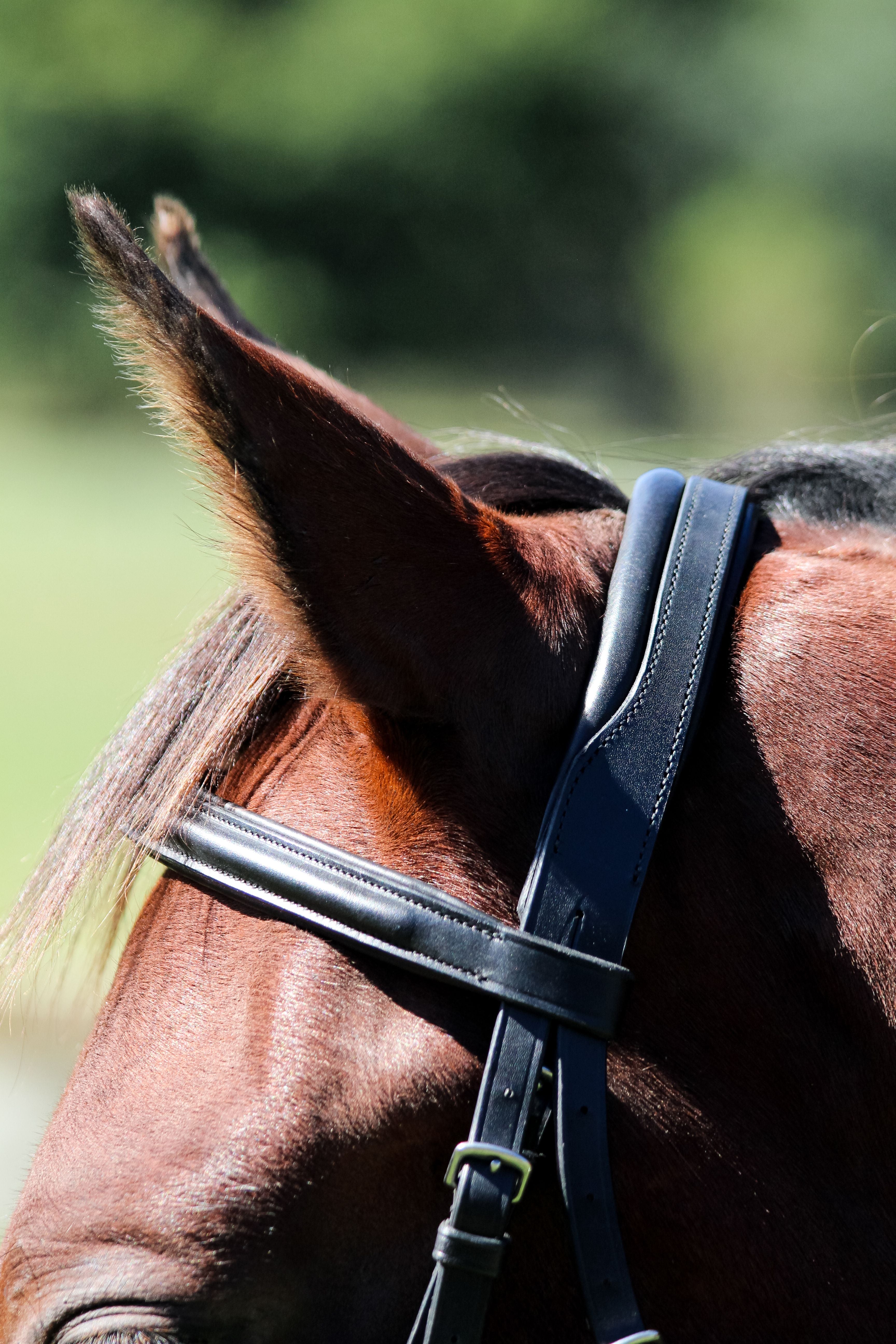 Eventor dressage bridle crown