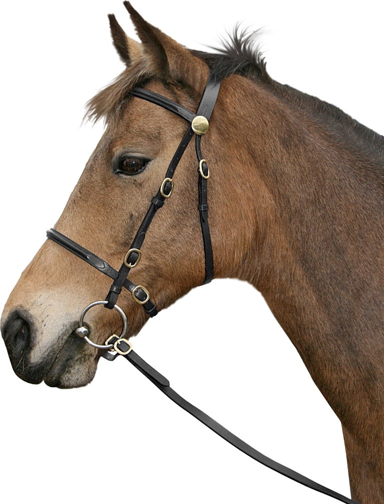 Cavallino inhand bridle