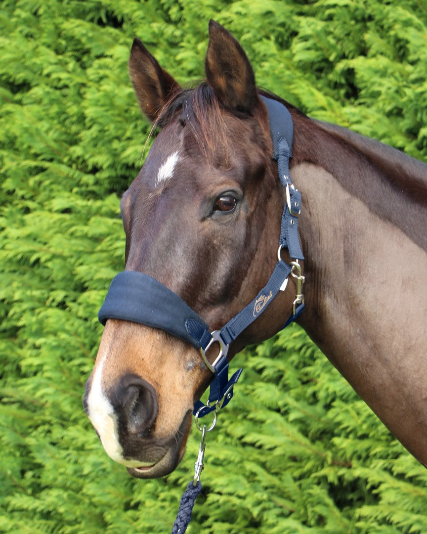 CAVALLINO DELUXE PADDED HALTER & LEAD SET