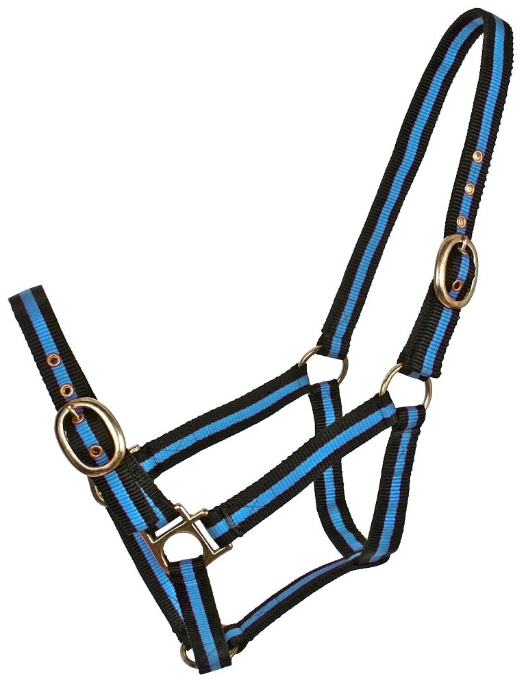 Blue tag stripped web halter