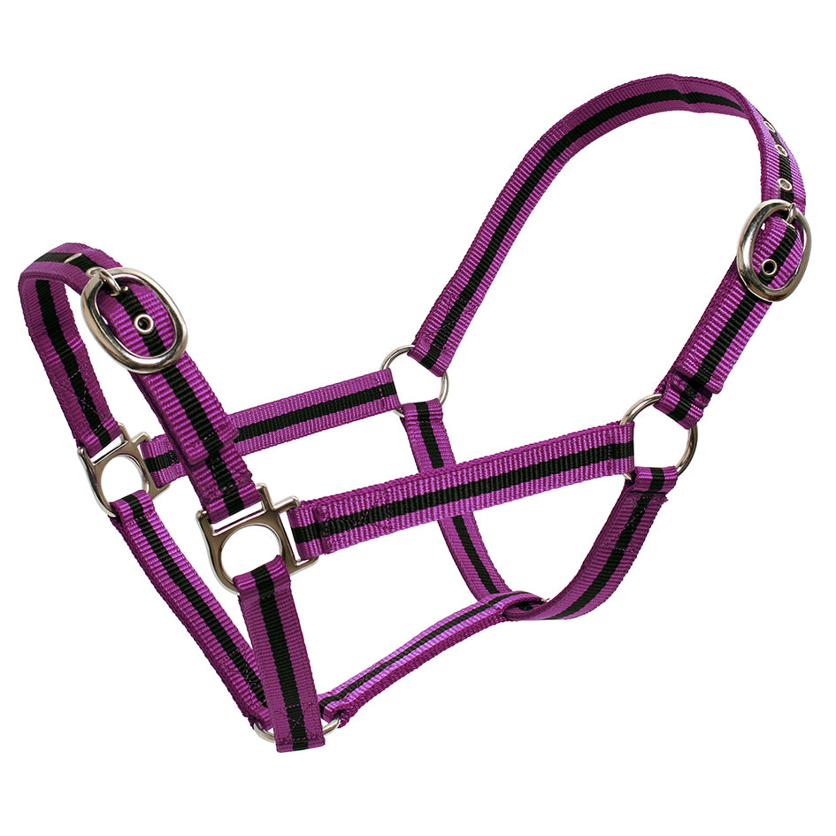 Blue tag stripped web halter