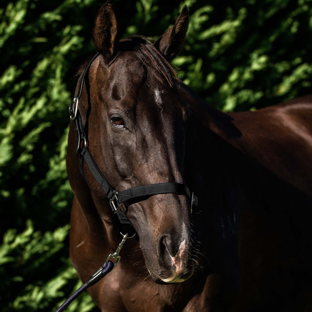 FLAIR BREAKAWAY HALTER