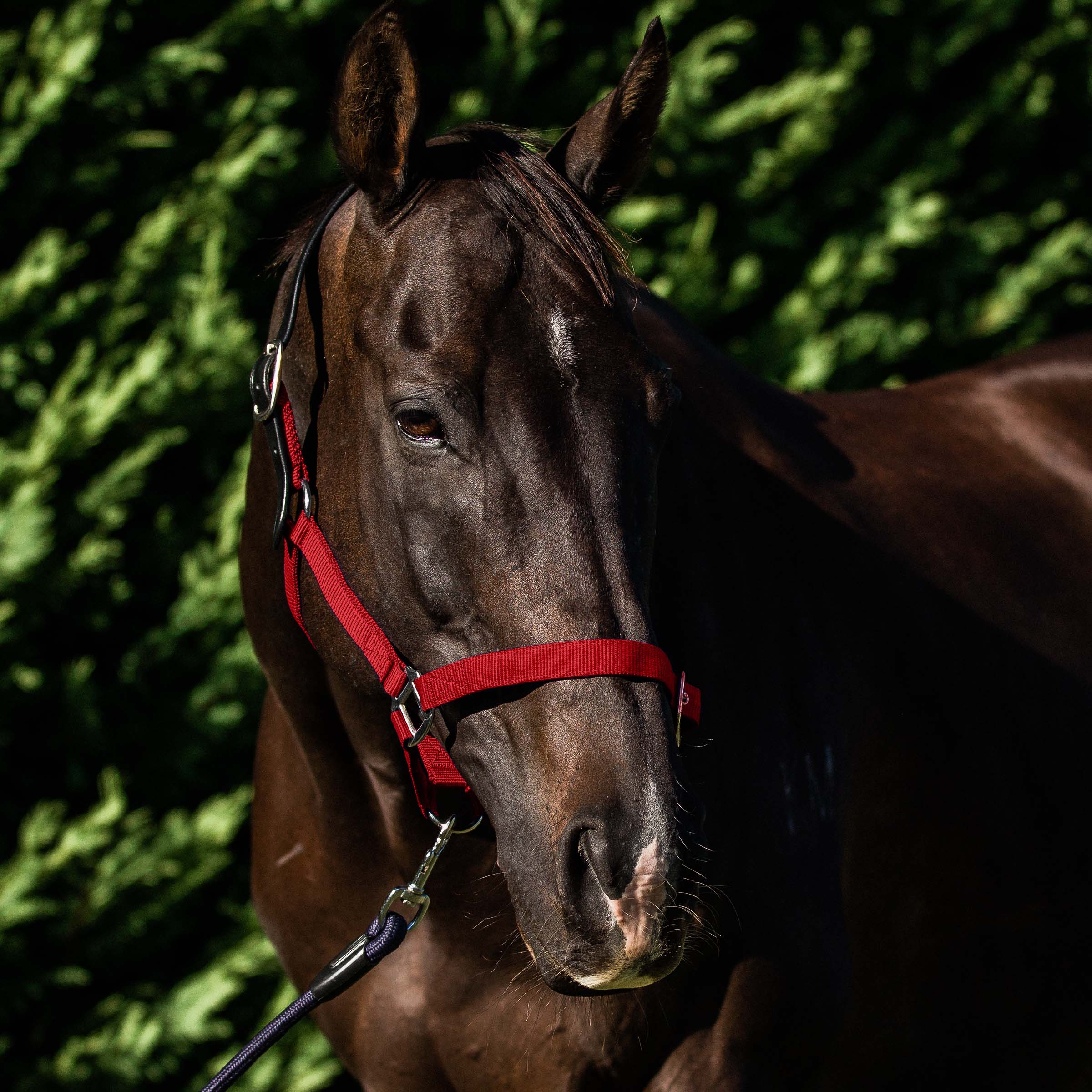 FLAIR BREAKAWAY HALTER
