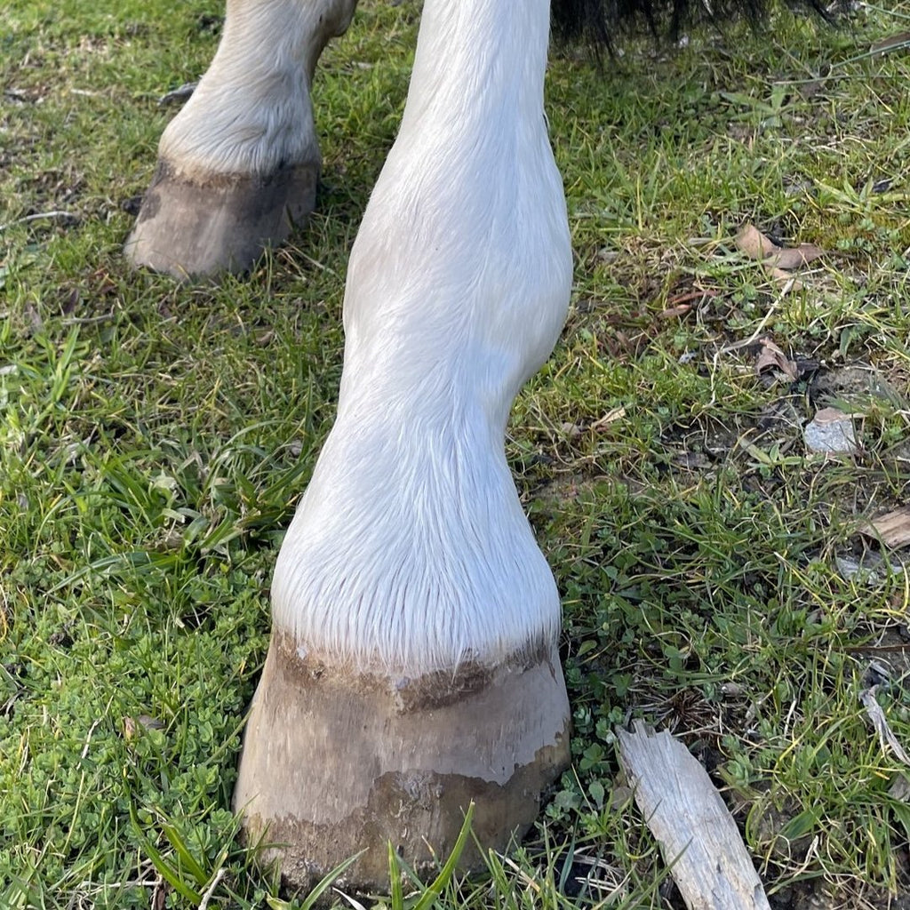 Hairy pony eco friendly shampoo bars
